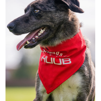 Foulard pour chien HUUB